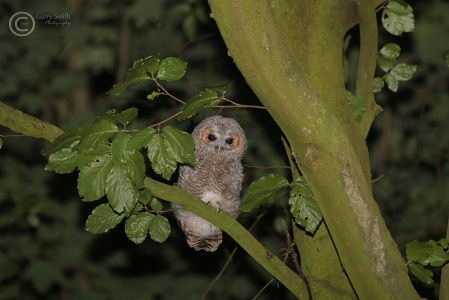 Tawny Owl (Strix aluco) Garry Smith